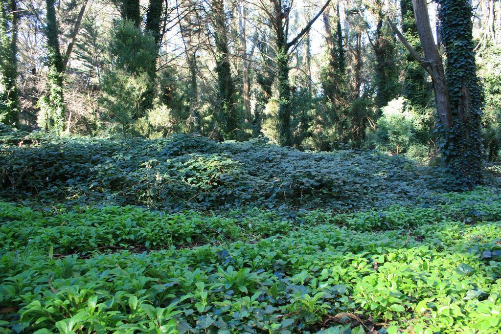 Las Cortaderas Bosque Peralta Ramos Mar del Plata Dış mekan fotoğraf